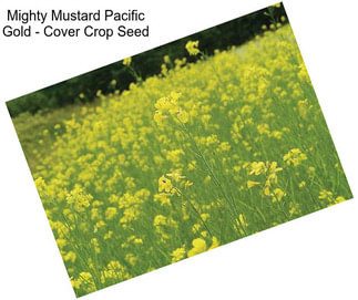 Mighty Mustard Pacific Gold - Cover Crop Seed