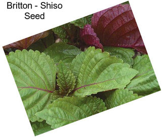 Britton - Shiso Seed