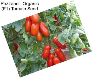 Pozzano - Organic (F1) Tomato Seed