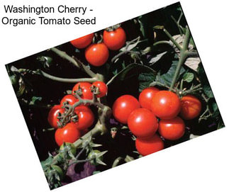 Washington Cherry - Organic Tomato Seed