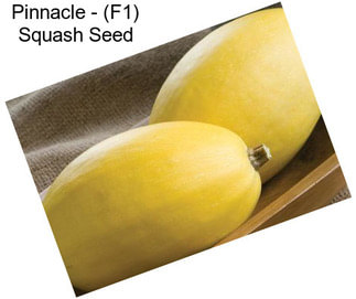 Pinnacle - (F1) Squash Seed