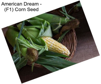 American Dream - (F1) Corn Seed