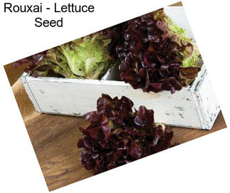 Rouxai - Lettuce Seed
