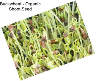 Buckwheat - Organic Shoot Seed