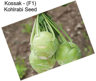 Kossak - (F1) Kohlrabi Seed