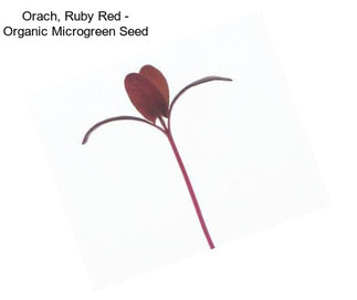 Orach, Ruby Red - Organic Microgreen Seed