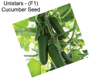 Unistars - (F1) Cucumber Seed