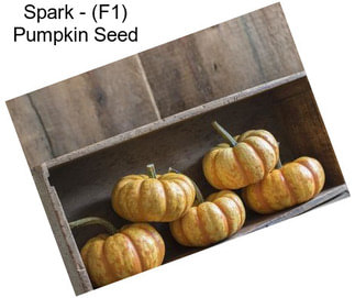 Spark - (F1) Pumpkin Seed
