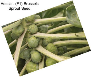 Hestia - (F1) Brussels Sprout Seed