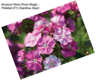 Amazon Neon Rose Magic - Pelleted (F1) Dianthus Seed