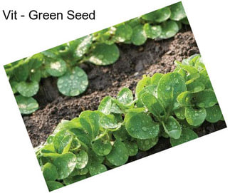 Vit - Green Seed