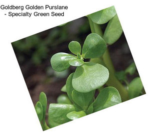 Goldberg Golden Purslane - Specialty Green Seed