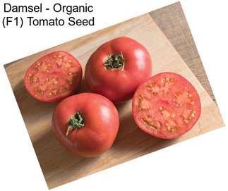 Damsel - Organic (F1) Tomato Seed