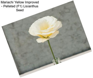 Mariachi Yellow Improved - Pelleted (F1) Lisianthus Seed