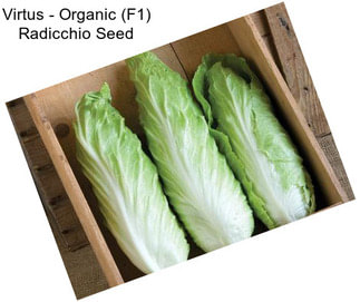 Virtus - Organic (F1) Radicchio Seed