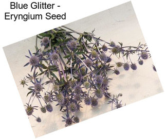 Blue Glitter - Eryngium Seed