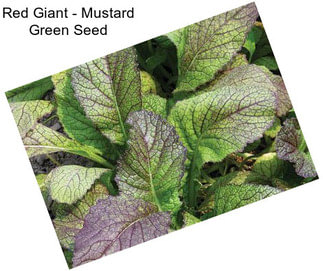 Red Giant - Mustard Green Seed