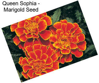 Queen Sophia - Marigold Seed