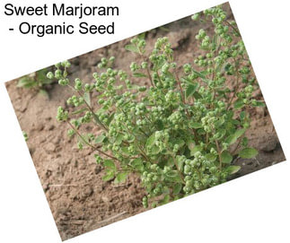 Sweet Marjoram - Organic Seed