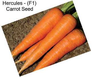 Hercules - (F1) Carrot Seed