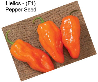 Helios - (F1) Pepper Seed