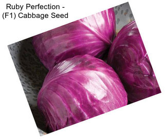 Ruby Perfection - (F1) Cabbage Seed