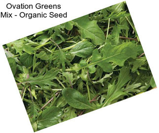 Ovation Greens Mix - Organic Seed