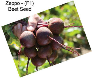 Zeppo - (F1) Beet Seed