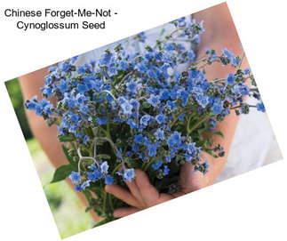 Chinese Forget-Me-Not - Cynoglossum Seed