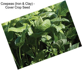 Cowpeas (Iron & Clay) - Cover Crop Seed