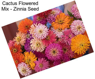 Cactus Flowered Mix - Zinnia Seed