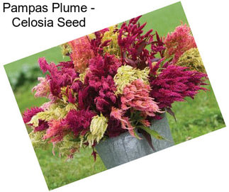 Pampas Plume - Celosia Seed