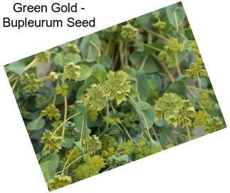 Green Gold - Bupleurum Seed