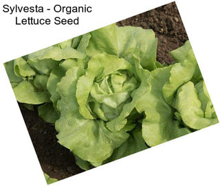 Sylvesta - Organic Lettuce Seed