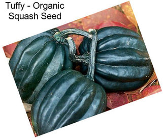 Tuffy - Organic Squash Seed