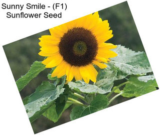 Sunny Smile - (F1) Sunflower Seed