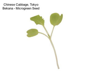 Chinese Cabbage, Tokyo Bekana - Microgreen Seed