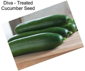 Diva - Treated Cucumber Seed