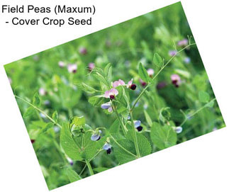 Field Peas (Maxum) - Cover Crop Seed