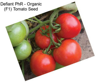 Defiant PhR - Organic (F1) Tomato Seed