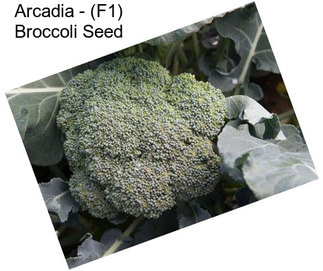 Arcadia - (F1) Broccoli Seed