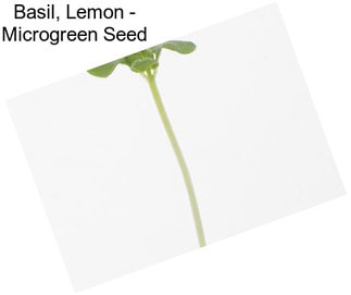 Basil, Lemon - Microgreen Seed