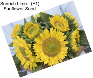 Sunrich Lime - (F1) Sunflower Seed