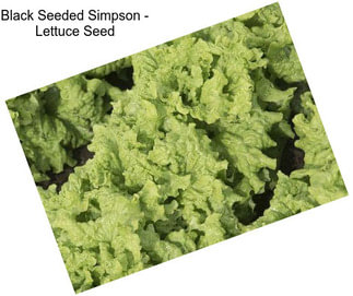 Black Seeded Simpson - Lettuce Seed