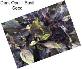 Dark Opal - Basil Seed