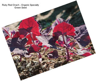 Ruby Red Orach - Organic Specialty Green Seed