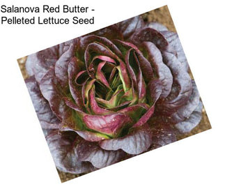 Salanova Red Butter - Pelleted Lettuce Seed