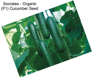 Socrates - Organic (F1) Cucumber Seed