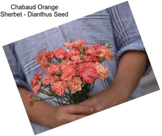 Chabaud Orange Sherbet - Dianthus Seed