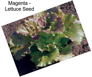 Magenta - Lettuce Seed